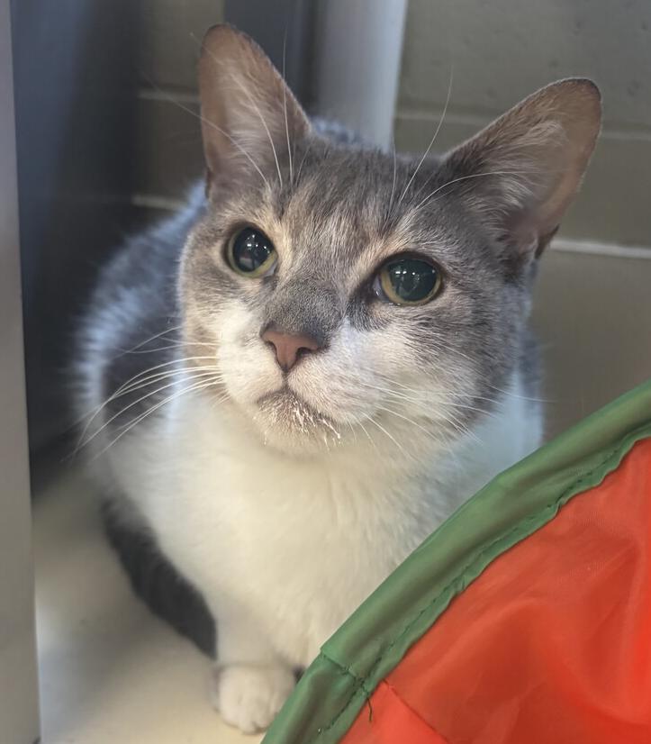 Enlarge Sundae, a Adoptable Domestic Short Hair in Kalamazoo, MI image 1/1
