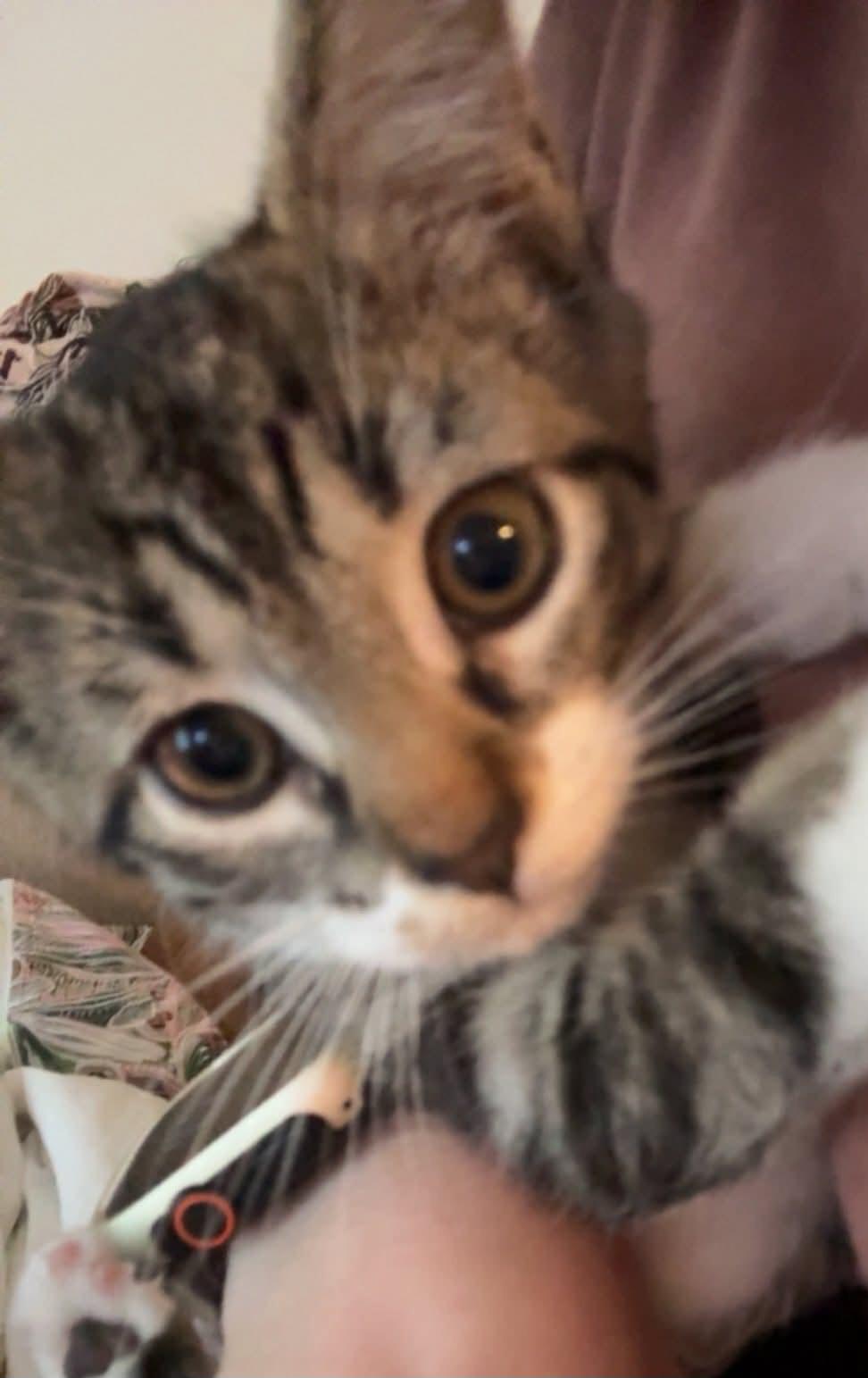Rose, an adoptable Domestic Short Hair in Greenville, NC image 3/5