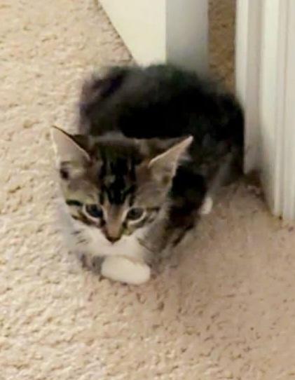 Rose, an adoptable Domestic Short Hair in Greenville, NC image 4/5