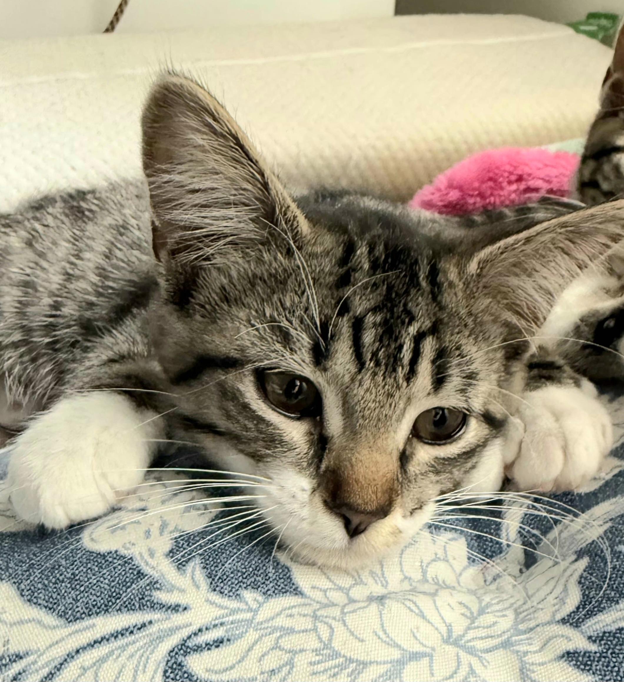Rose, an adoptable Domestic Short Hair in Greenville, NC image 5/5