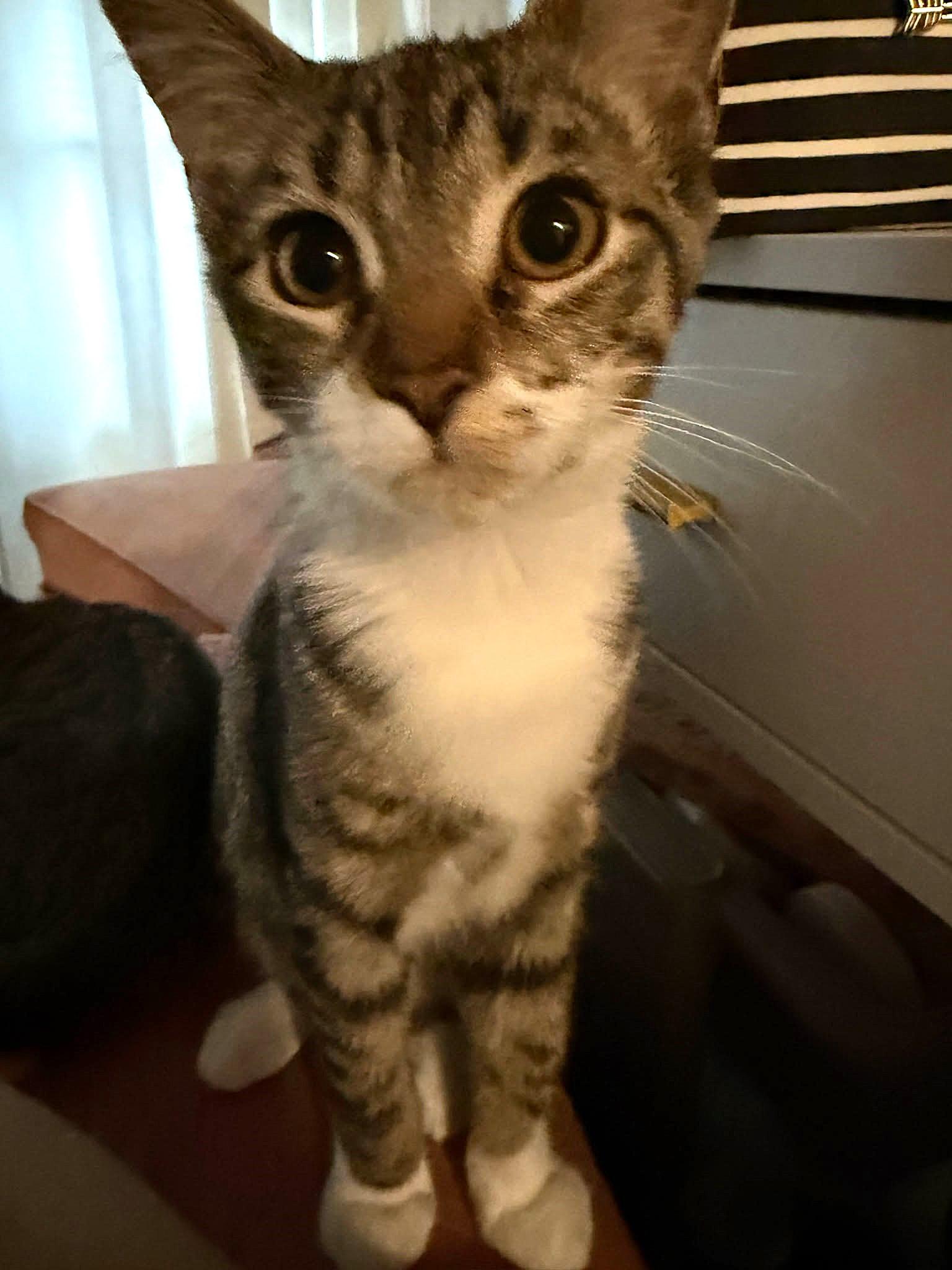 Enlarge Rose, an adoptable Domestic Short Hair in Greenville, NC image 3/6