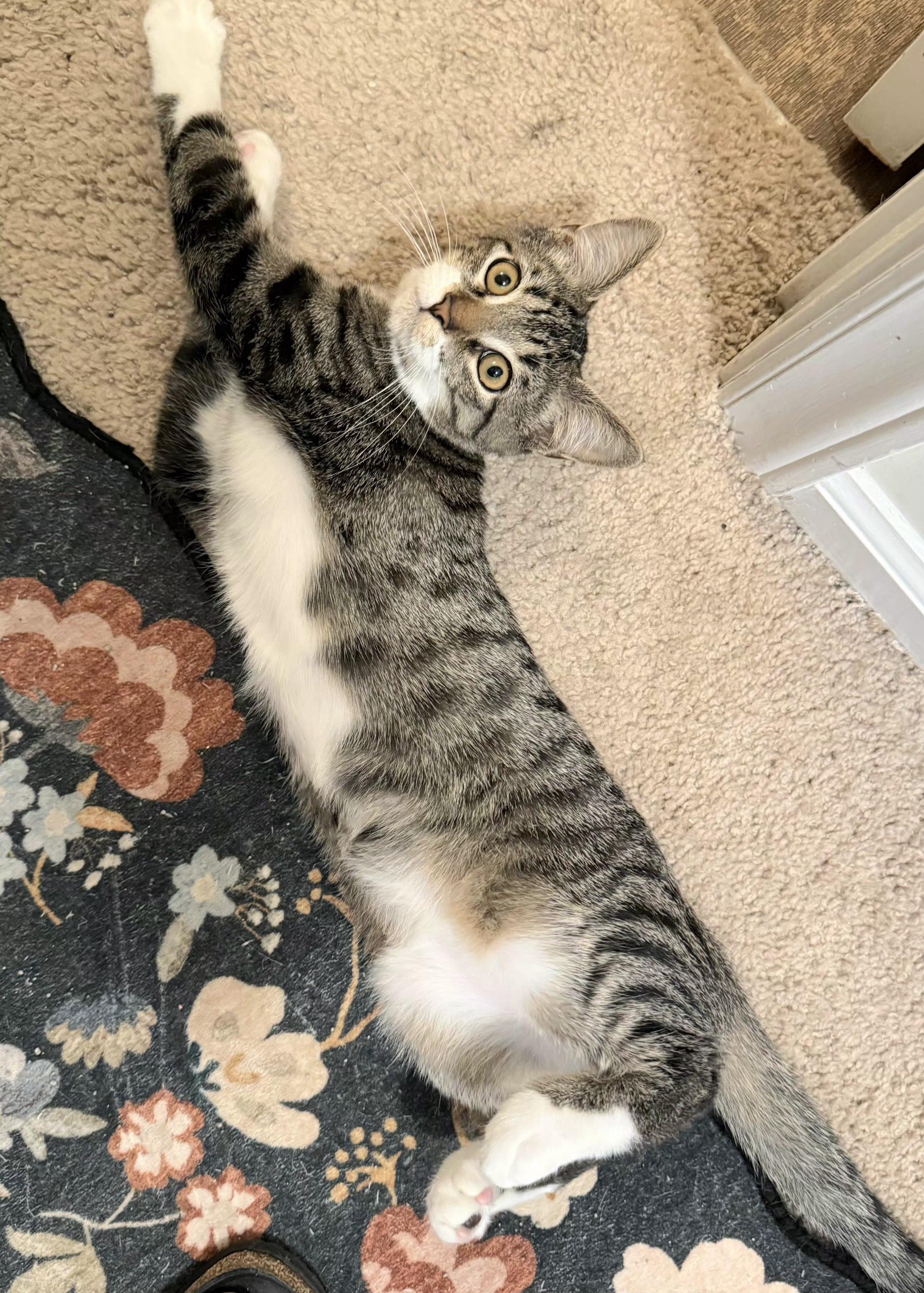 Enlarge Rose, an adoptable Domestic Short Hair in Greenville, NC image 2/6