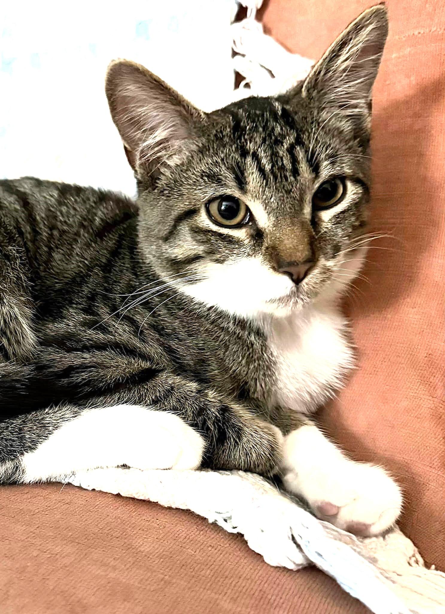 Enlarge Rose, an adoptable Domestic Short Hair in Greenville, NC image 6/6