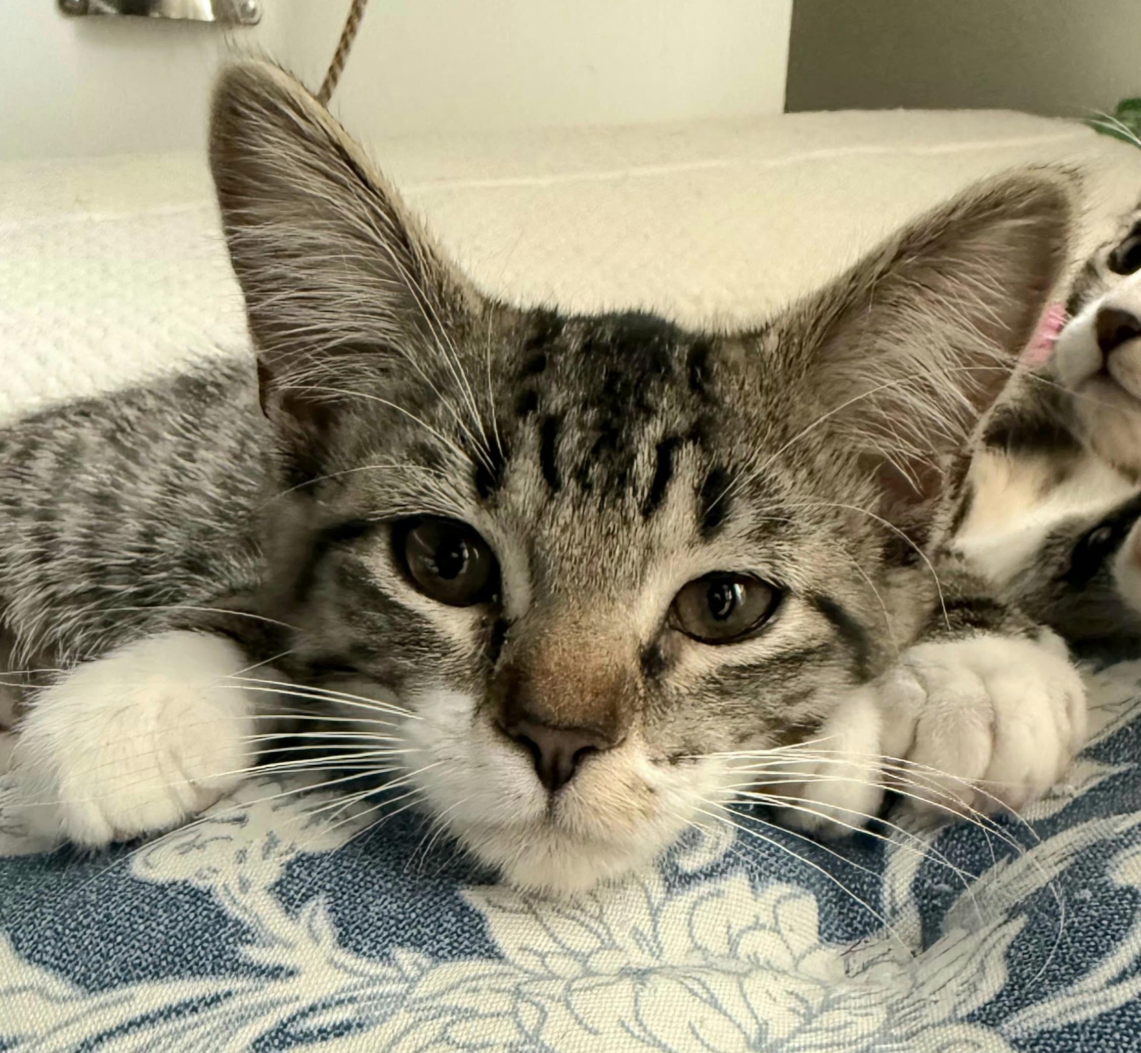 Rose, an adoptable Domestic Short Hair in Greenville, NC image 2/5