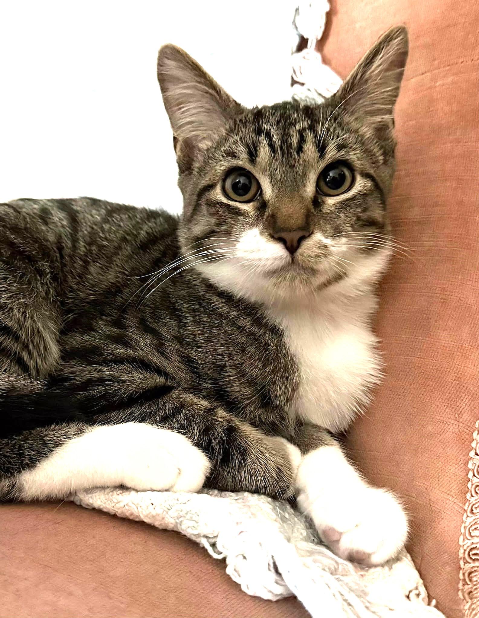 Enlarge Rose, an adoptable Domestic Short Hair in Greenville, NC image 1/6