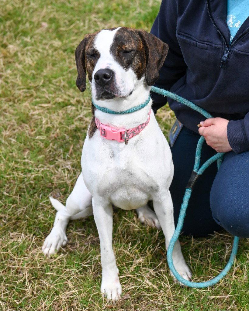 DA 25 Reina Dulce, Adoptable, Adult Female Hound.