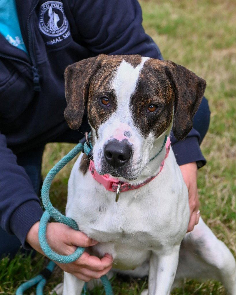 Enlarge DA 25 Reina Dulce, a Adoptable Hound in Glen Allen, VA image 2/3