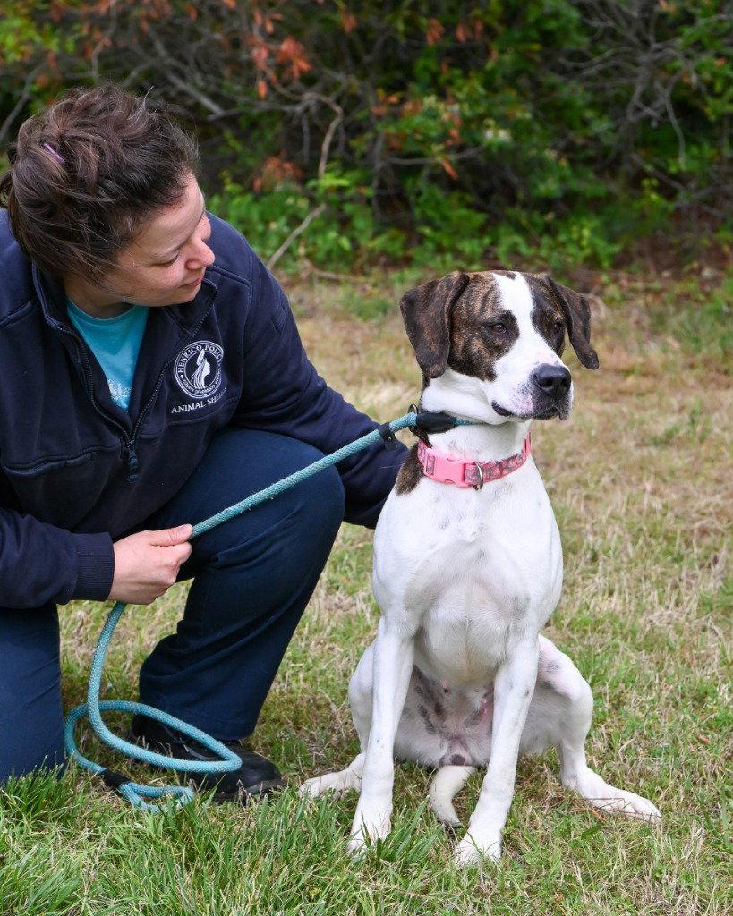 Enlarge DA 25 Reina Dulce, a Adoptable Hound in Glen Allen, VA image 3/3