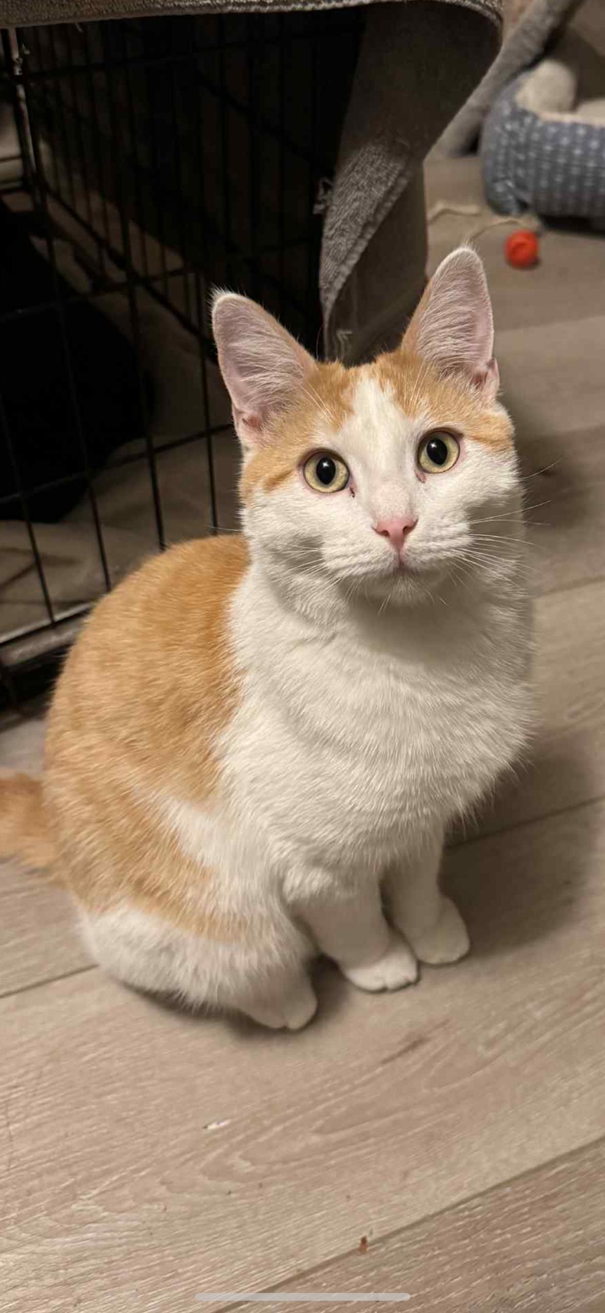 Chalupa, a Adopted Domestic Short Hair in Coralville, IA image 2/2