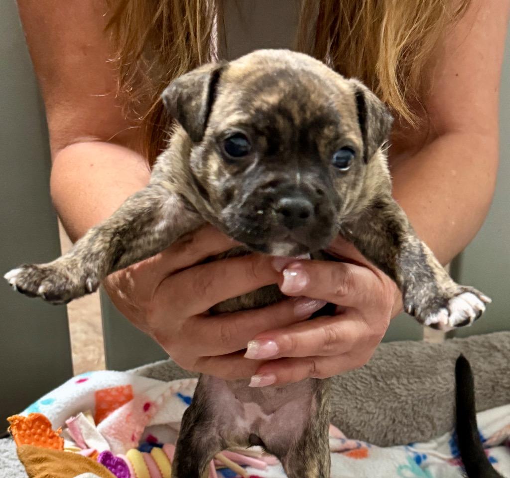 Kona-Adorable Puppy!, Adoptable, Puppy Female Mixed Breed.