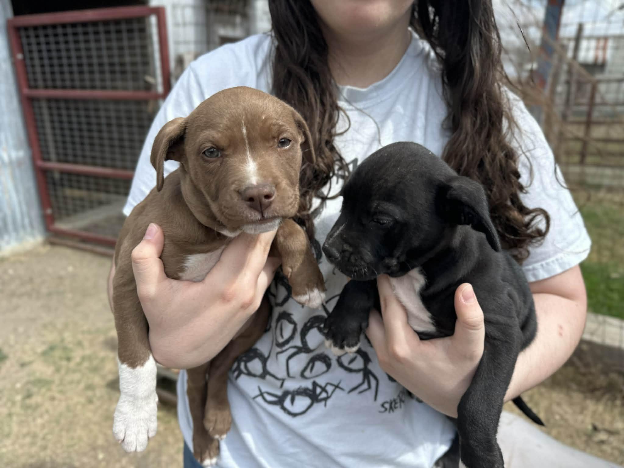 Enlarge Gwyneth, an adopted mixed breed in Knoxville, TN image 6/6