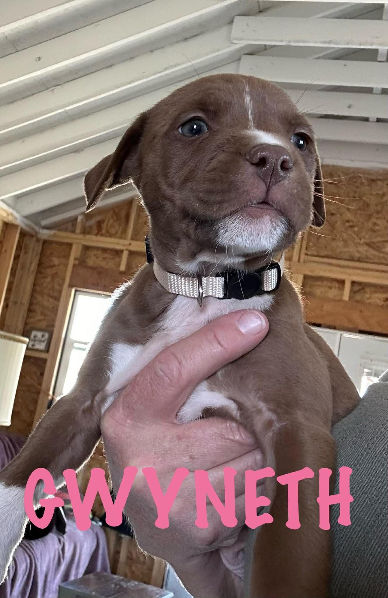 Enlarge Gwyneth, an adopted mixed breed in Knoxville, TN image 3/6