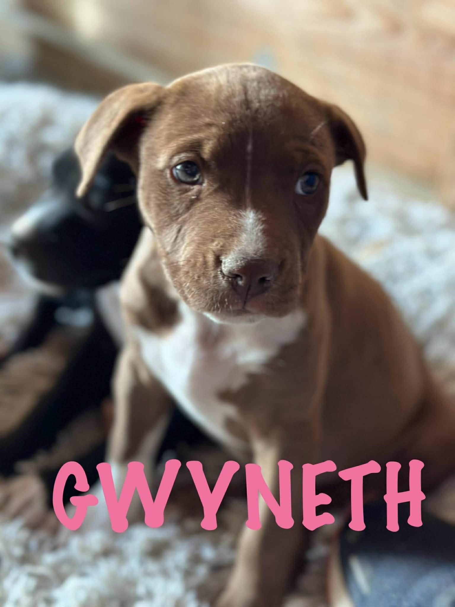 Enlarge Gwyneth, an adopted mixed breed in Knoxville, TN image 1/6