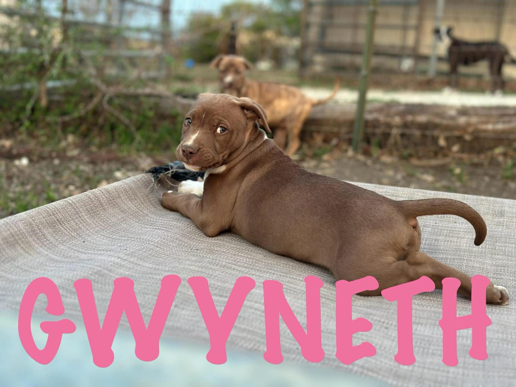 Enlarge Gwyneth, an adopted mixed breed in Knoxville, TN image 2/6