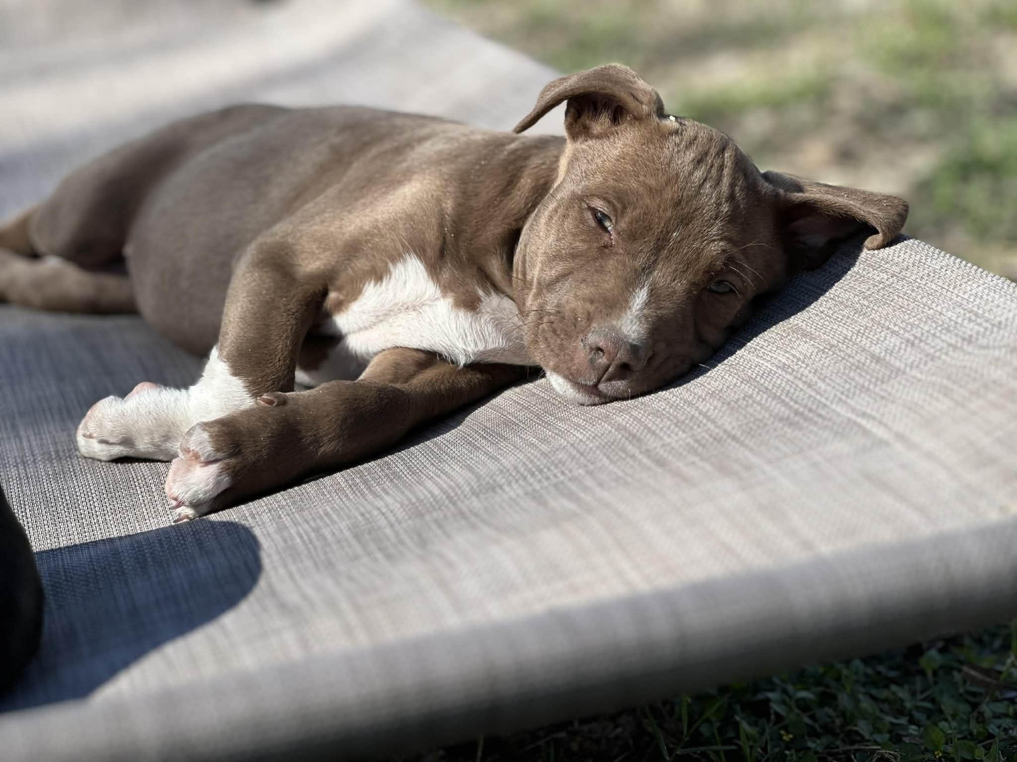 Enlarge Gwyneth, an adopted mixed breed in Knoxville, TN image 5/6
