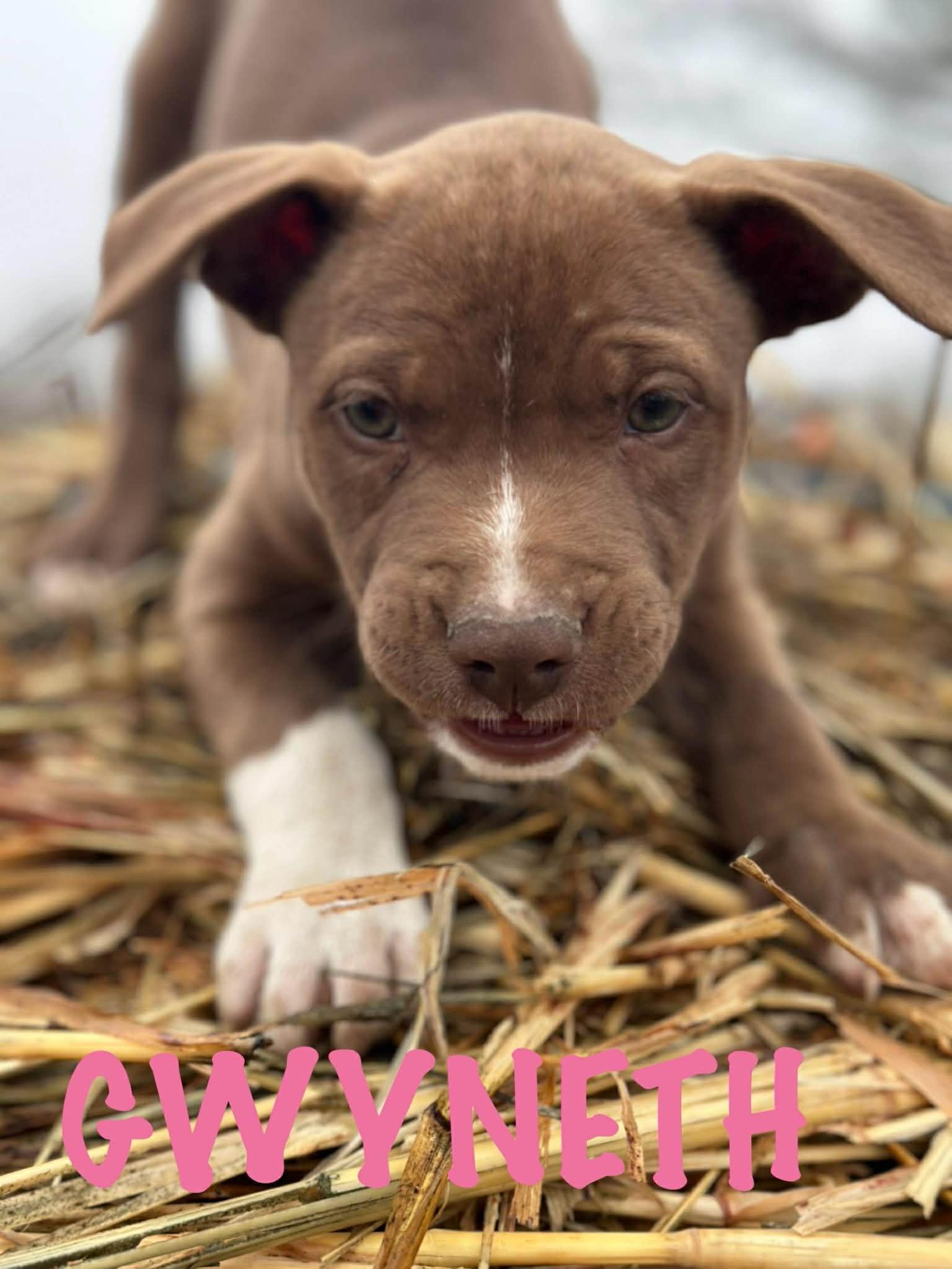 Enlarge Gwyneth, an adopted mixed breed in Knoxville, TN image 4/6