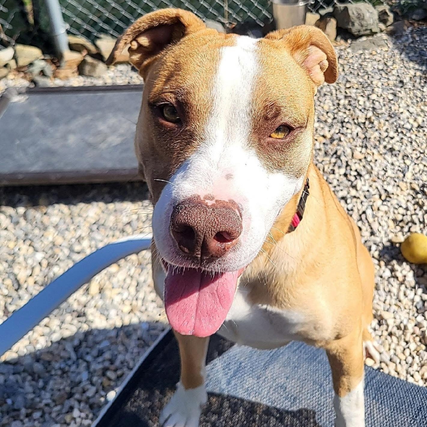 Ernie , ADOPTABLE, Adult Male Bulldog.