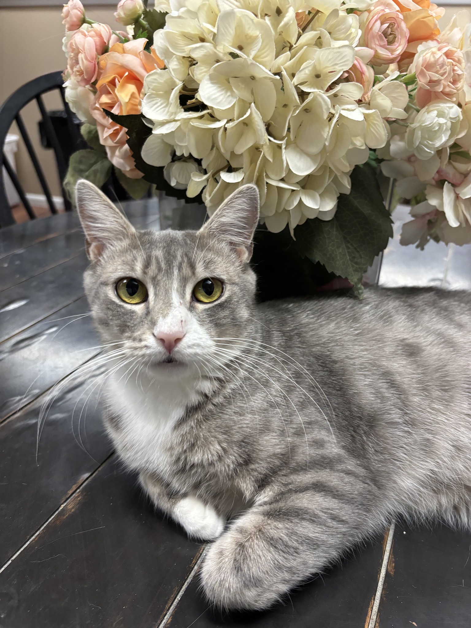Enlarge Gia, a Adoptable Domestic Short Hair in Hawthorne, NJ image 1/2