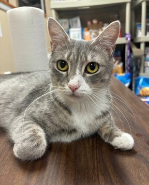 Enlarge Gia, a Adoptable Domestic Short Hair in Hawthorne, NJ image 2/2