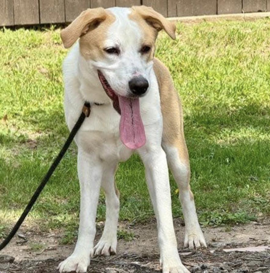 Enlarge Buster, a Adoptable mixed breed in Johnston, RI image 1/4