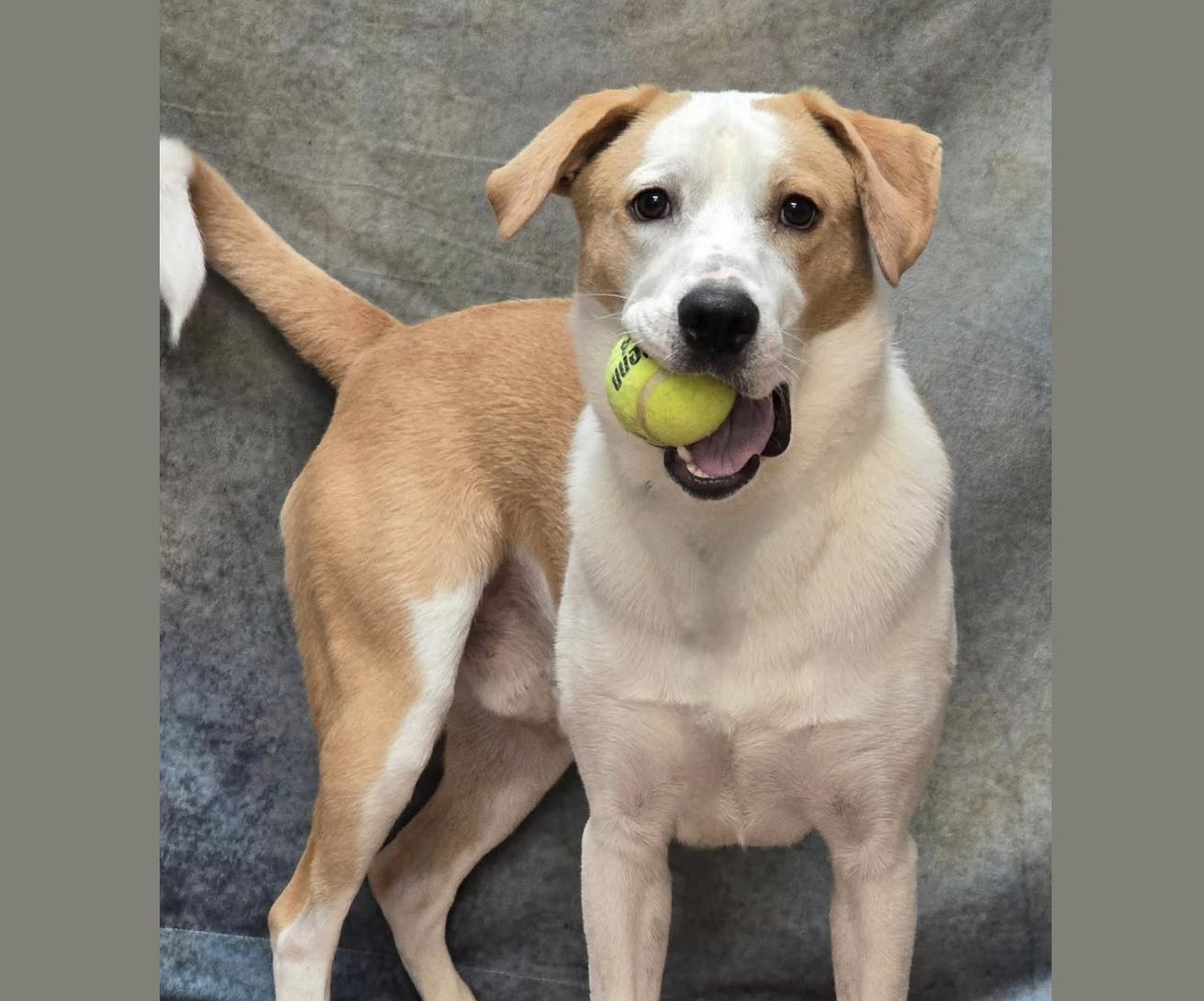 Enlarge Buster, a Adoptable mixed breed in Johnston, RI image 4/4