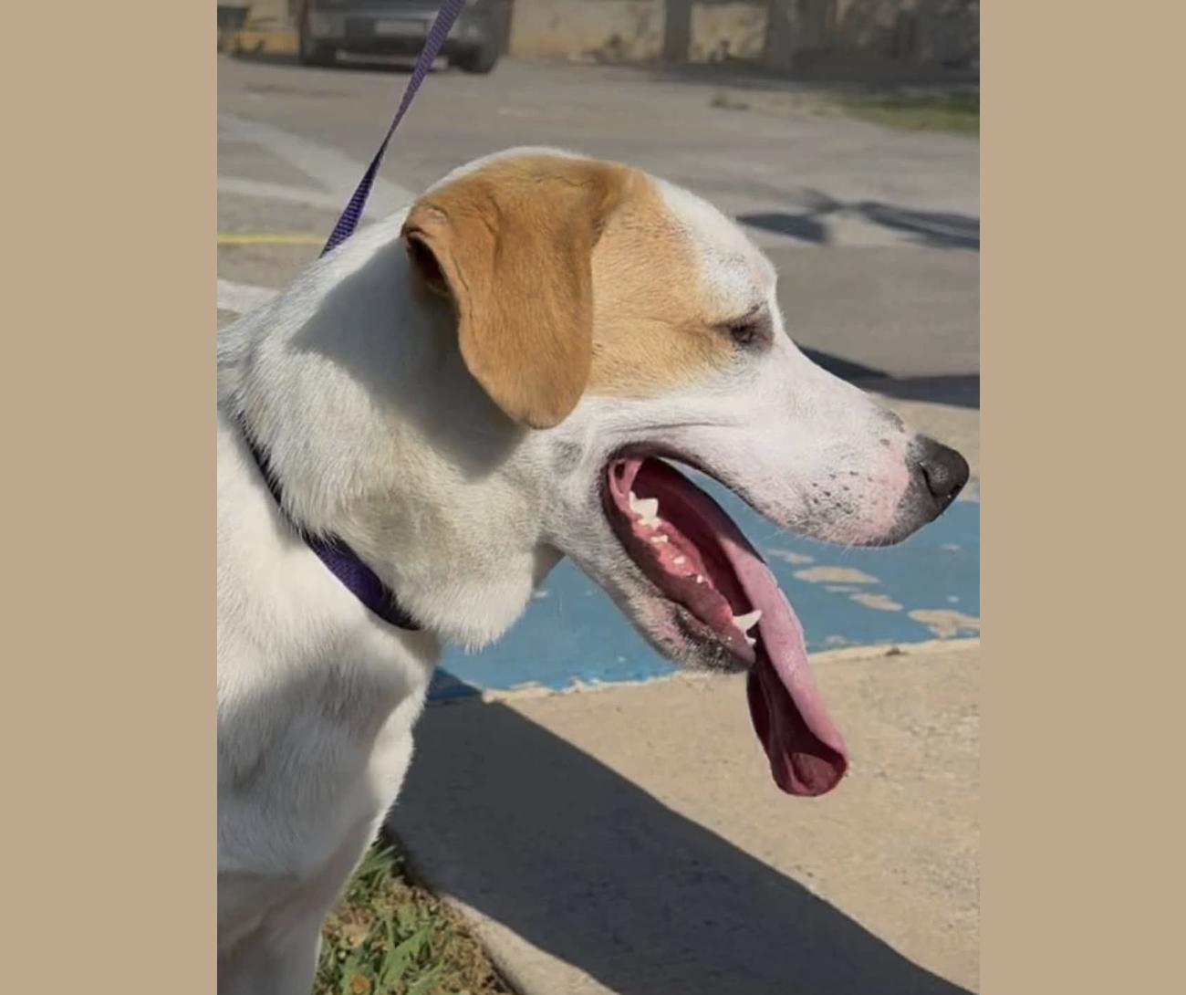 Enlarge Buster, a Adoptable mixed breed in Johnston, RI image 2/4