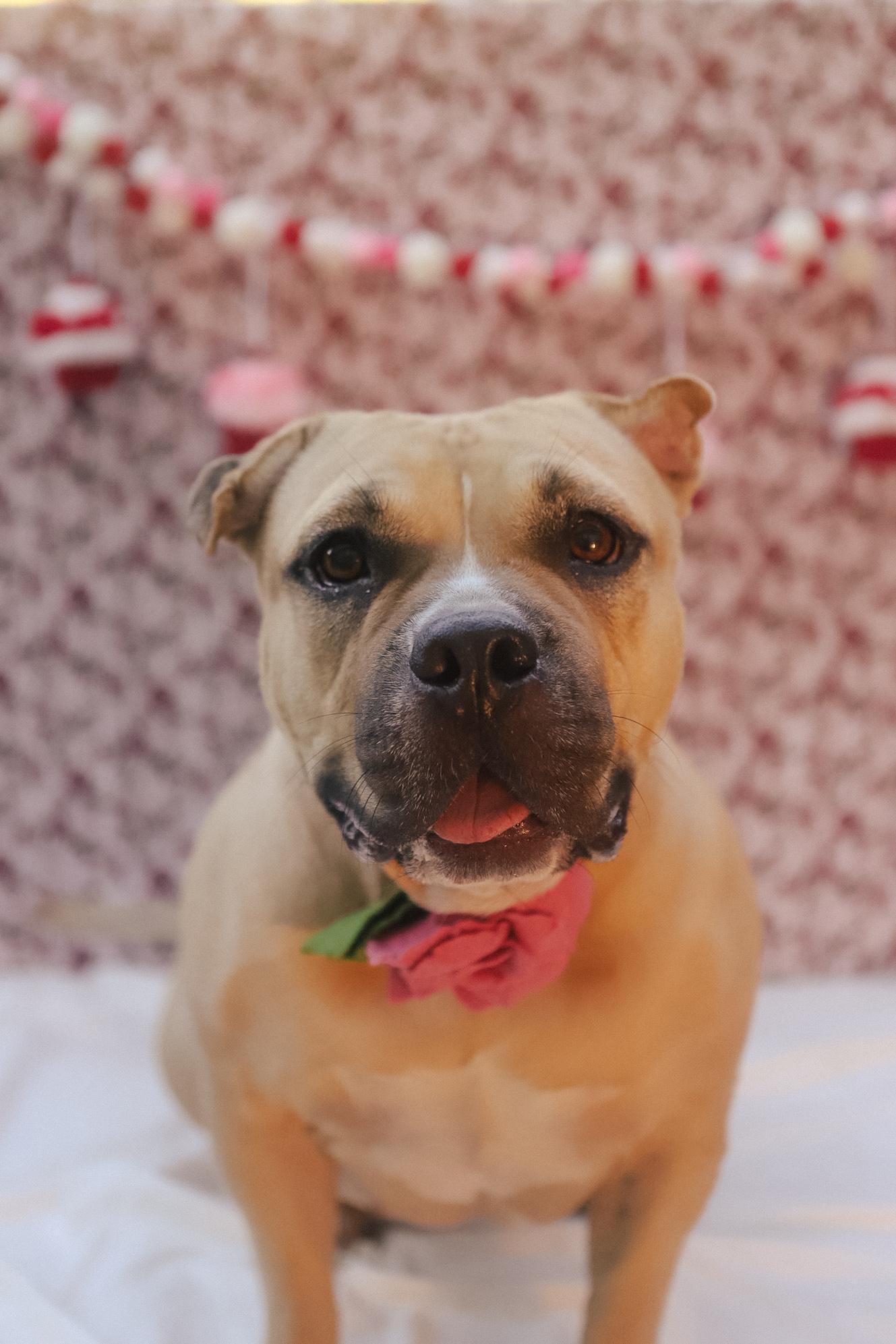 Enlarge Cinnabon, a Adoptable American Bully in San Juan, PR image 2/6