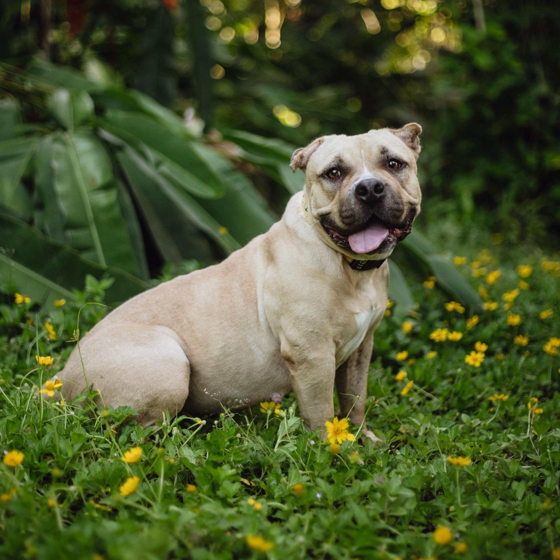 Enlarge Cinnabon, a Adoptable American Bully in San Juan, PR image 2/6