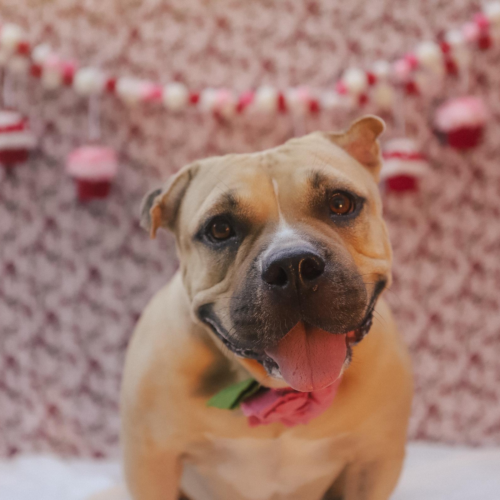 Cinnabon, Adoptable, Adult Female American Bully.
