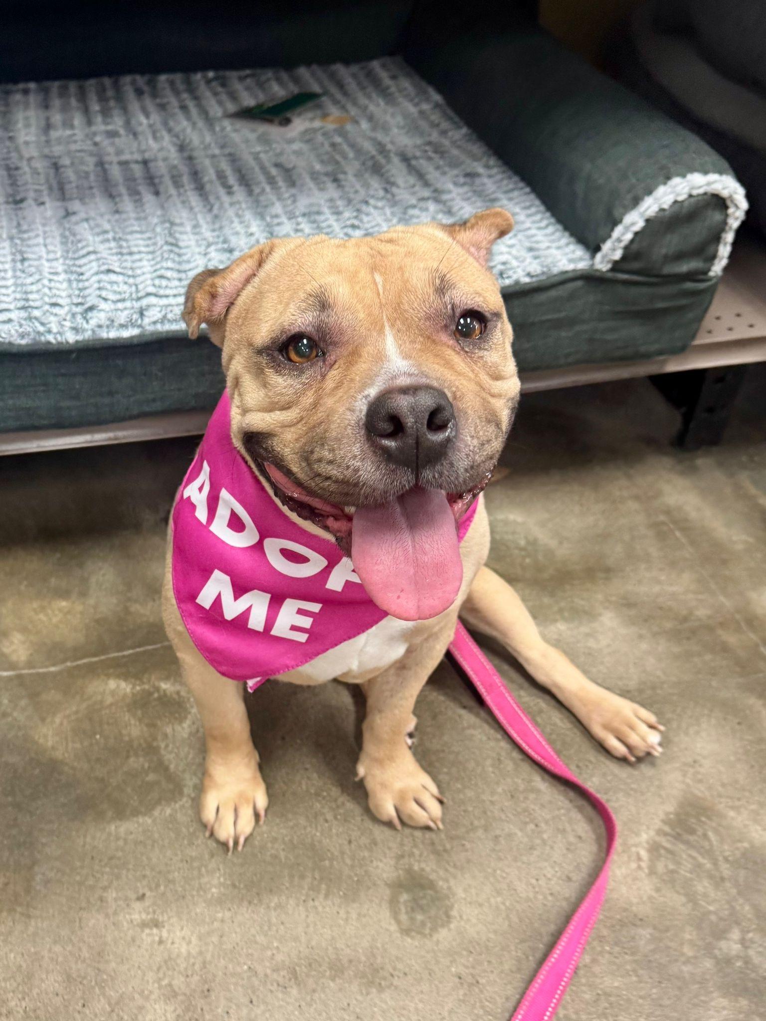 Enlarge Cinnabon, a Adoptable American Bully in San Juan, PR image 5/6