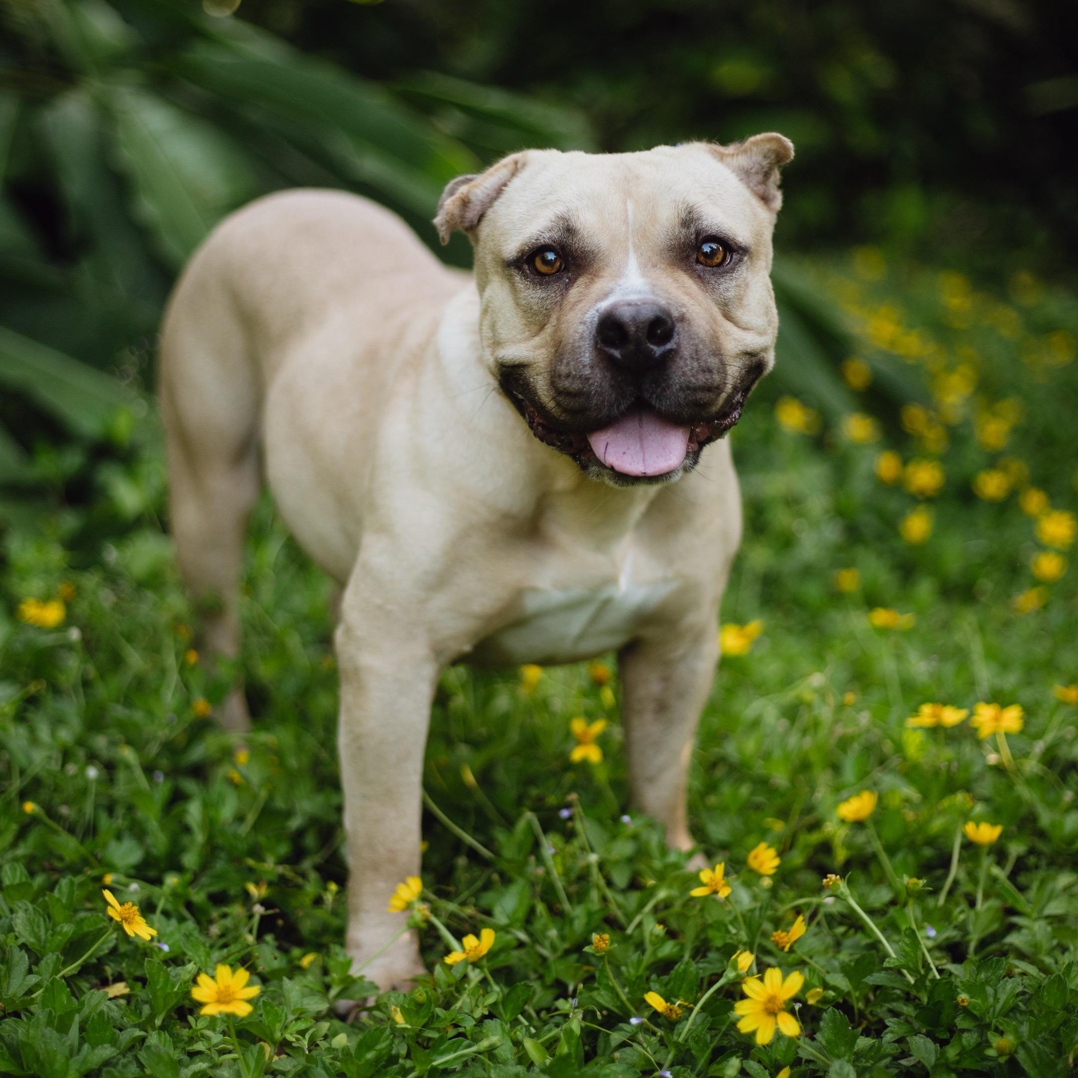 Enlarge Cinnabon, a Adoptable American Bully in San Juan, PR image 1/6