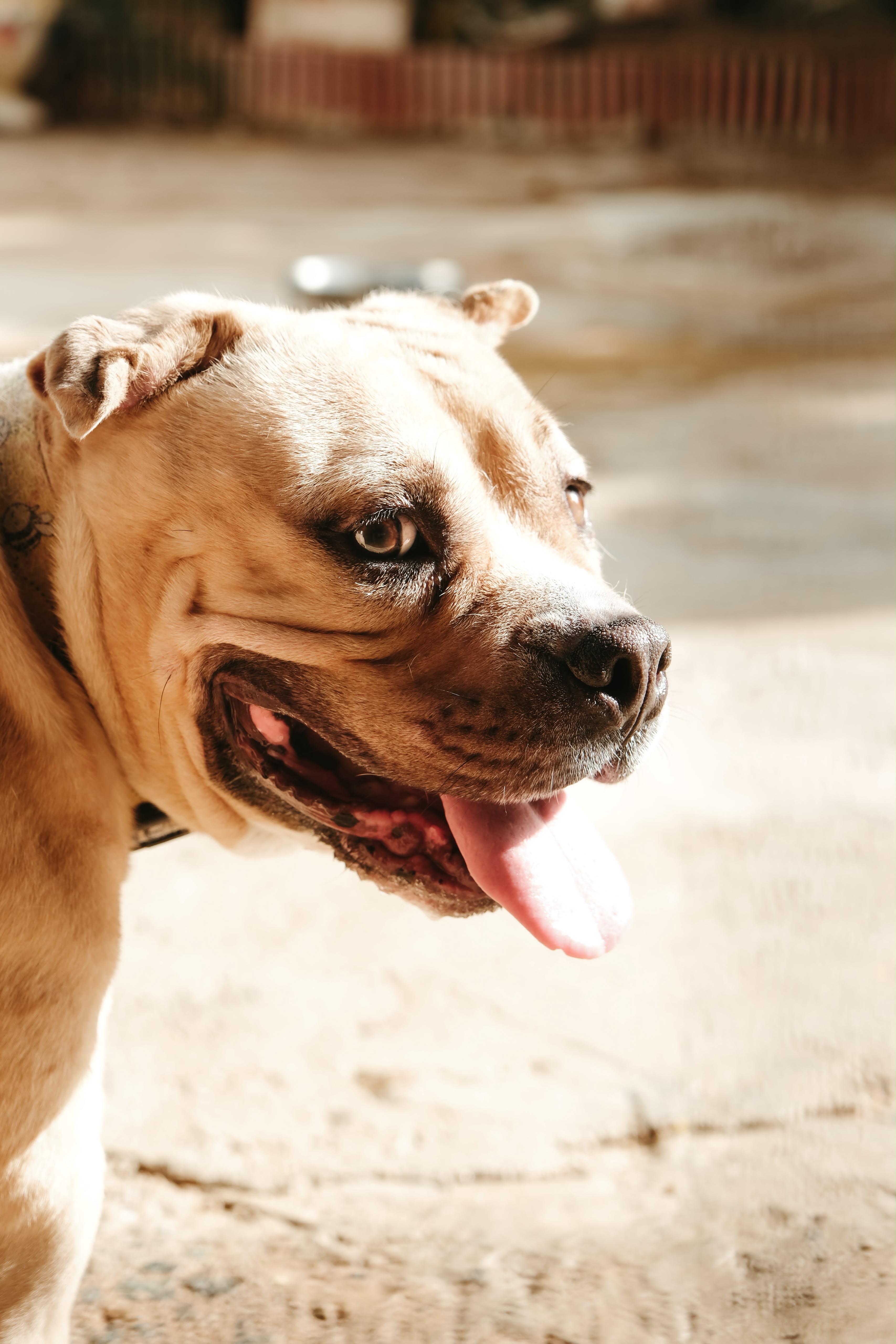 Cinnabon, a Adoptable American Bully in San Juan, PR image 2/6