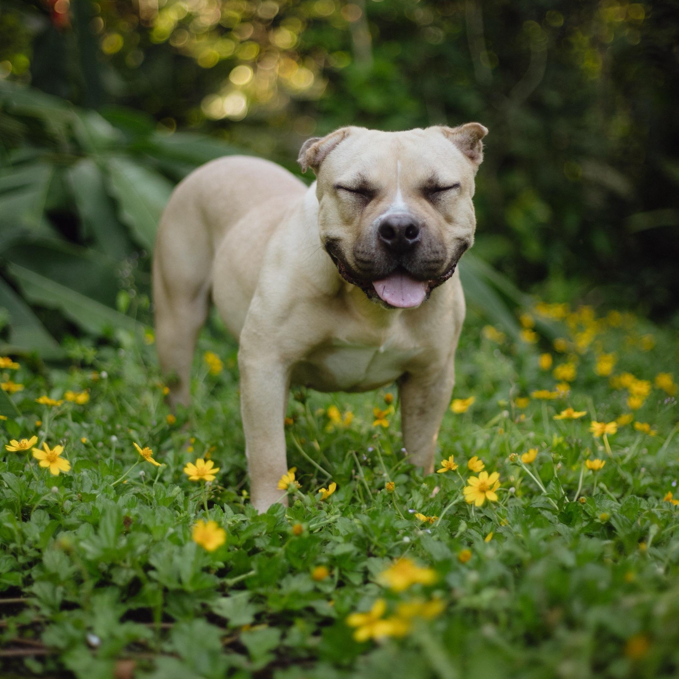 Enlarge Cinnabon, a Adoptable American Bully in San Juan, PR image 6/6