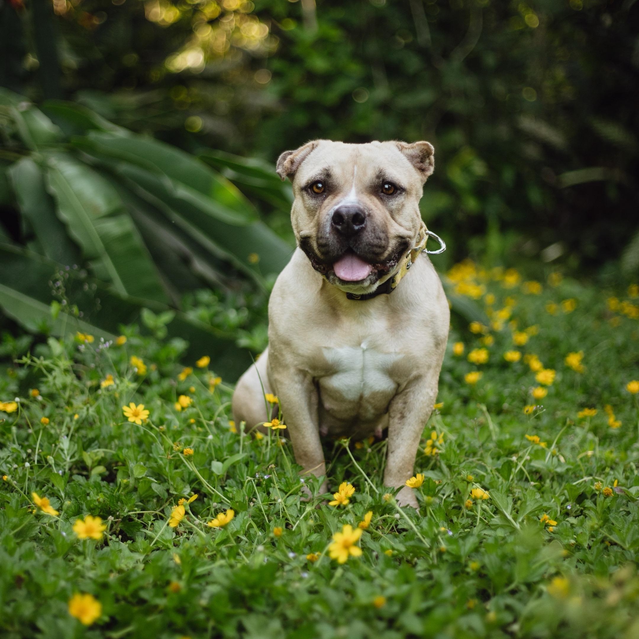 Enlarge Cinnabon, a Adoptable American Bully in San Juan, PR image 3/6