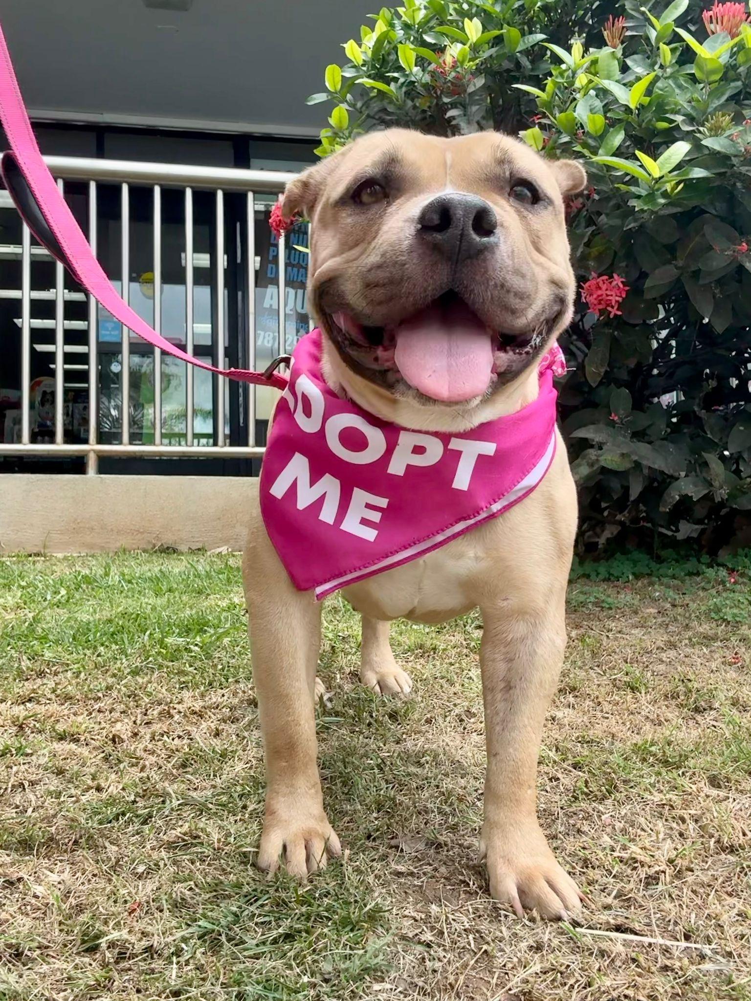 Enlarge Cinnabon, a Adoptable American Bully in San Juan, PR image 4/6