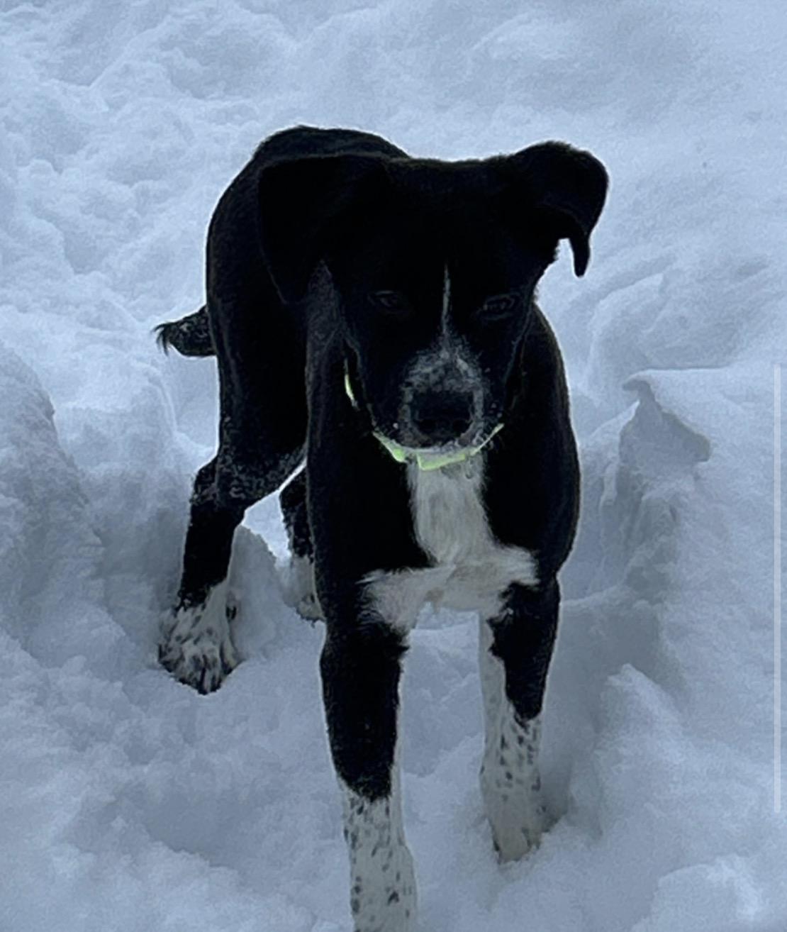 Enlarge Ash, an adopted mixed breed in Pembroke, MA image 2/4