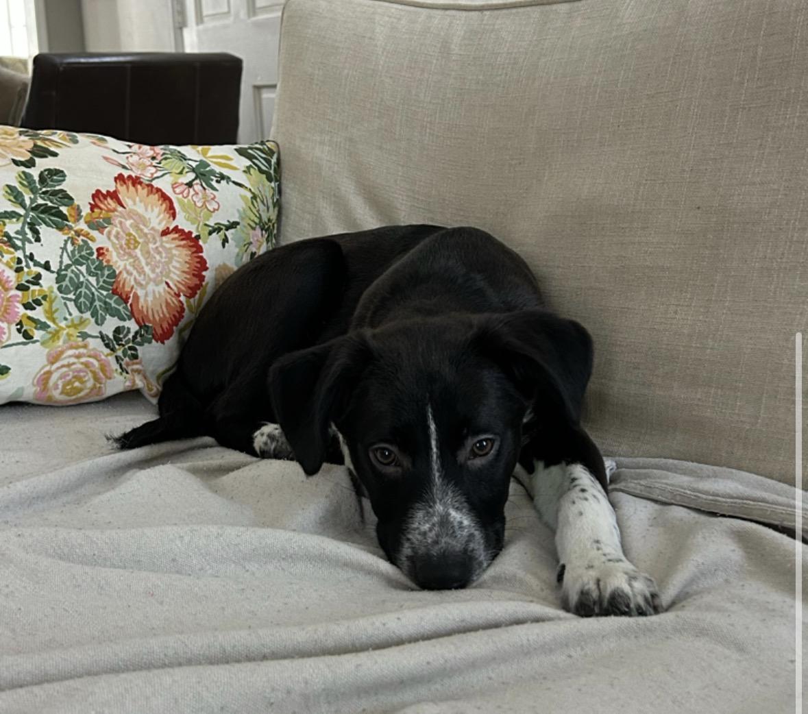 Enlarge Ash, an adopted mixed breed in Pembroke, MA image 3/4