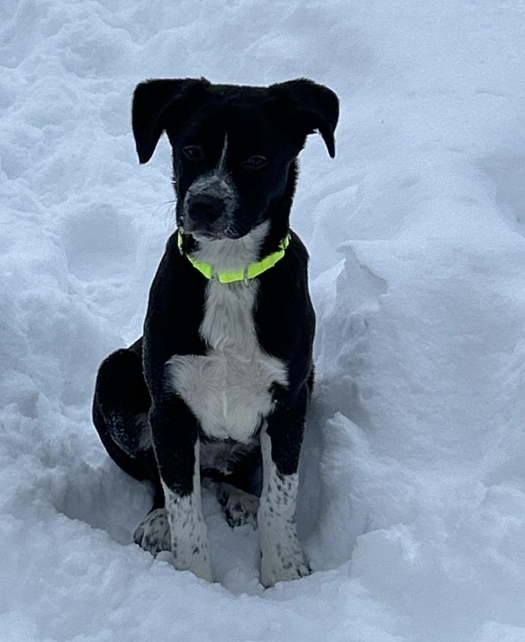 Ash, Adoptable, Puppy Male Shepherd & Pit Bull Terrier.