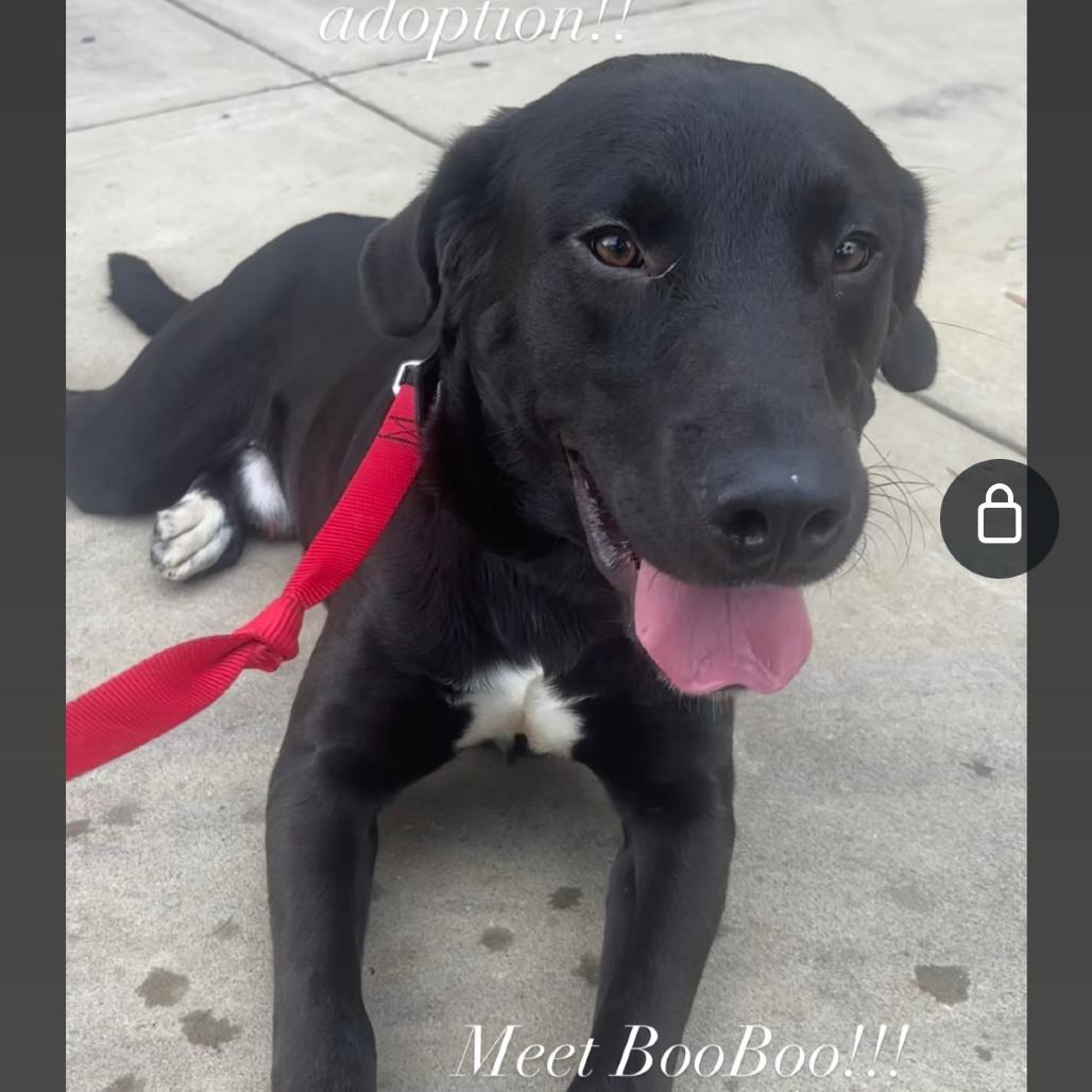 Booboo — thumbnail 3