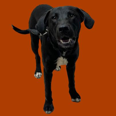 Booboo — thumbnail 5