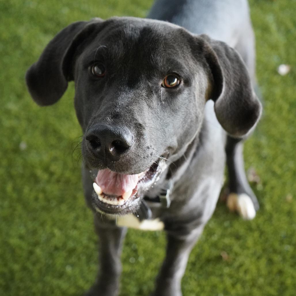 Booboo — thumbnail 6