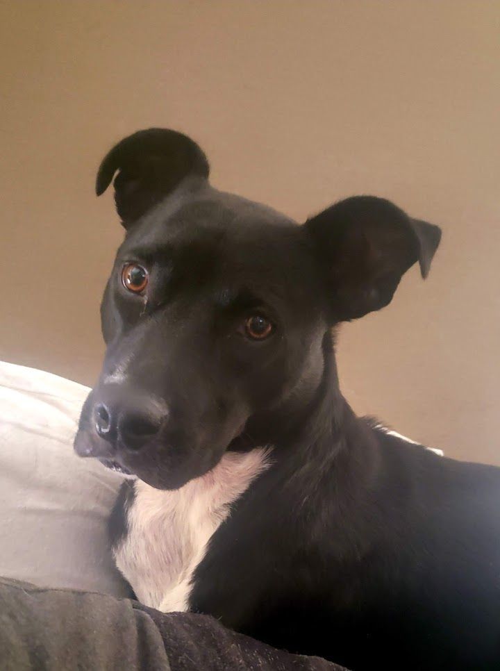 Enlarge Lola, a Adoptable Patterdale Terrier / Fell Terrier in Houston, TX image 1/5