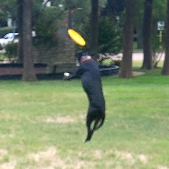 Enlarge Lola, a Adoptable Patterdale Terrier / Fell Terrier in Houston, TX image 3/5