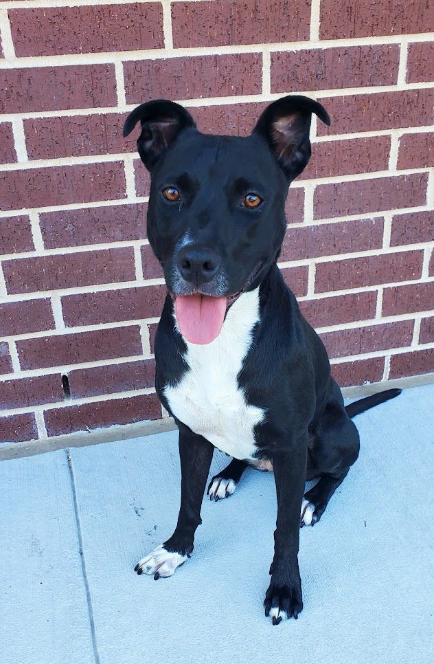 Enlarge Lola, a Adoptable Patterdale Terrier / Fell Terrier in Houston, TX image 4/5