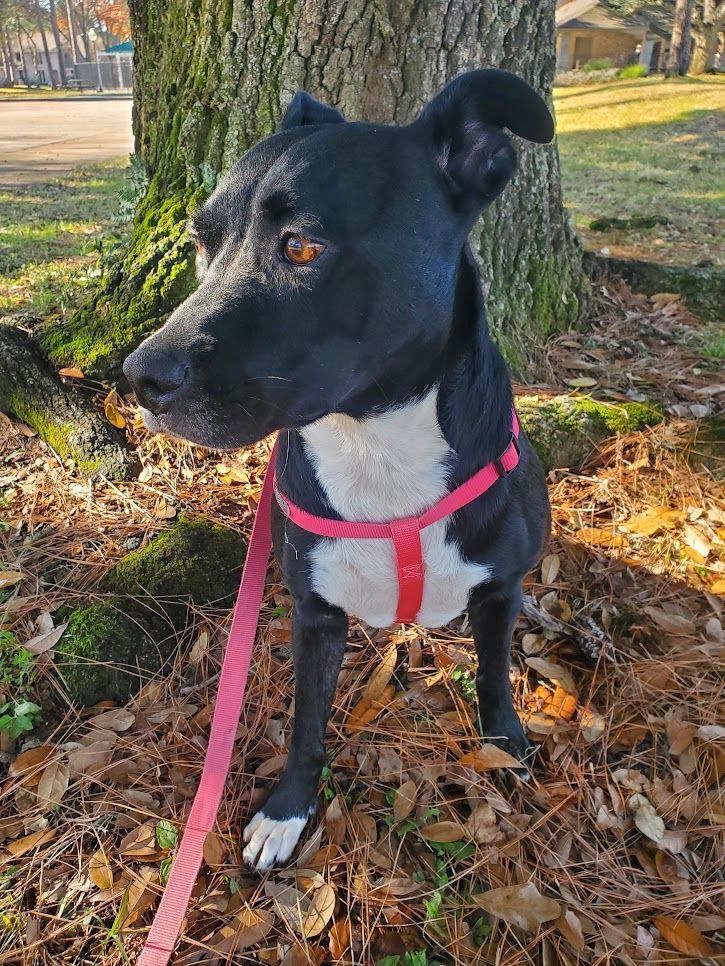 Enlarge Lola, a Adoptable Patterdale Terrier / Fell Terrier in Houston, TX image 5/5