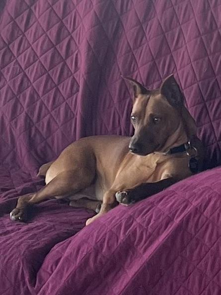 Enlarge Copper, a ADOPTABLE Miniature Pinscher in Dallas, TX image 1/5