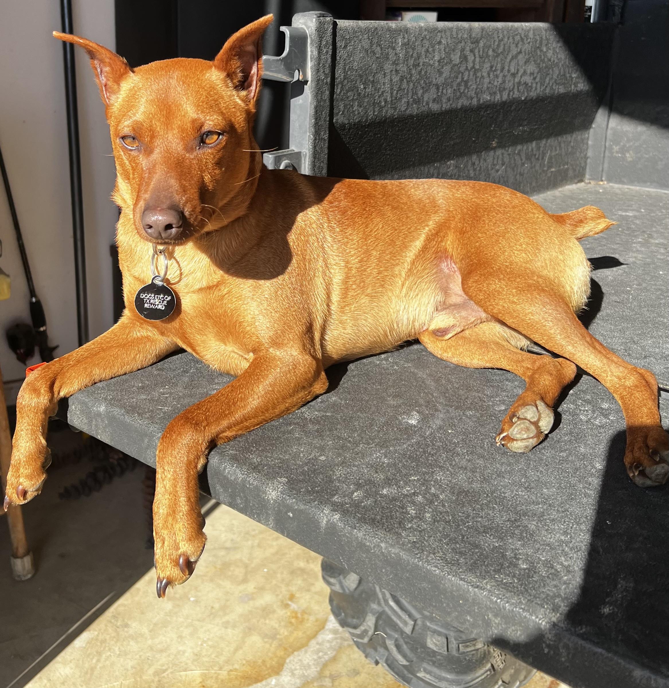 Enlarge Copper, a ADOPTABLE Miniature Pinscher in Dallas, TX image 6/6