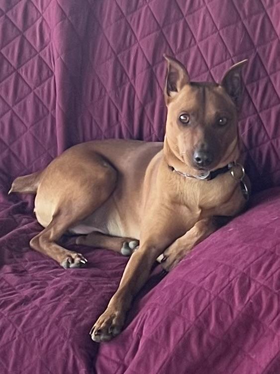 Enlarge Copper, a ADOPTABLE Miniature Pinscher in Dallas, TX image 4/5