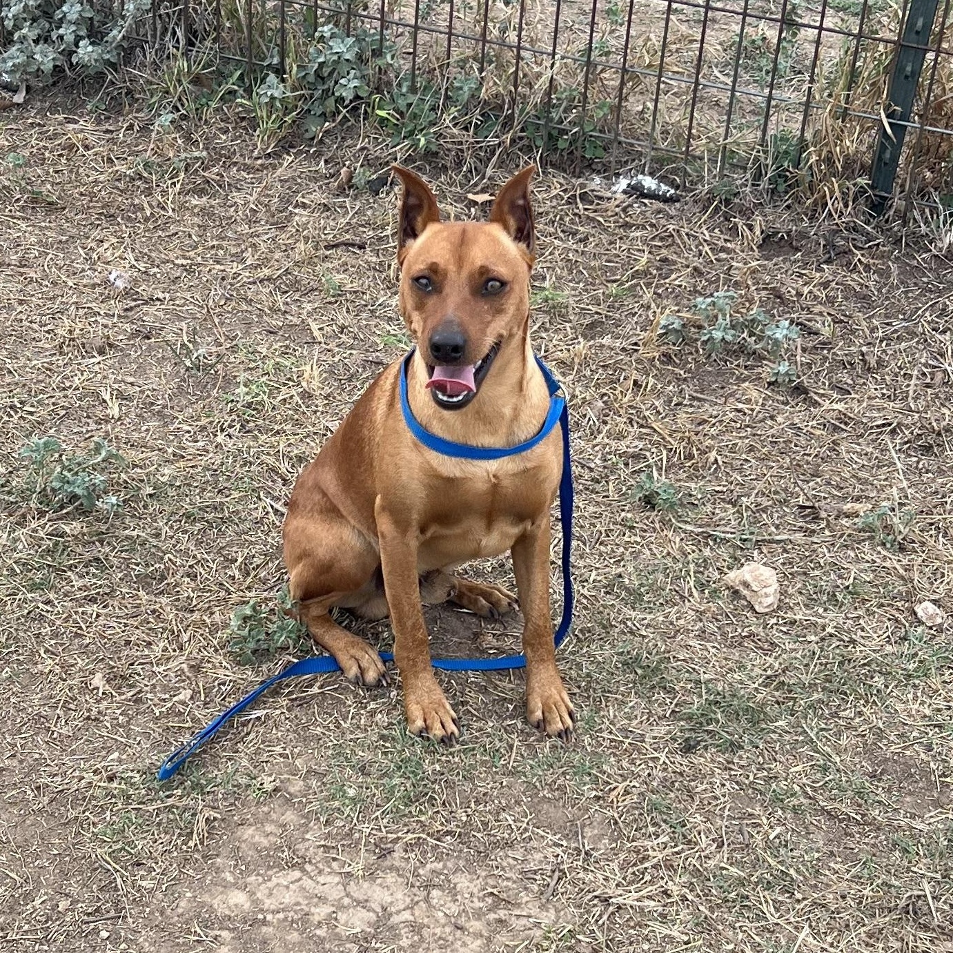 Enlarge Copper, a ADOPTABLE Miniature Pinscher in Dallas, TX image 3/5