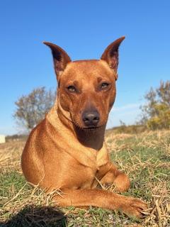 Copper, ADOPTABLE, Young Male Miniature Pinscher.